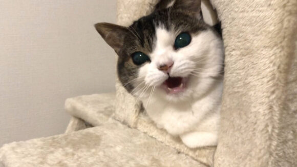 猫が突然凶暴化する原因と解決法を探る